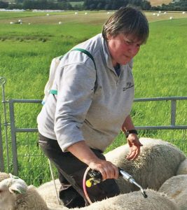 Bigger Lambs